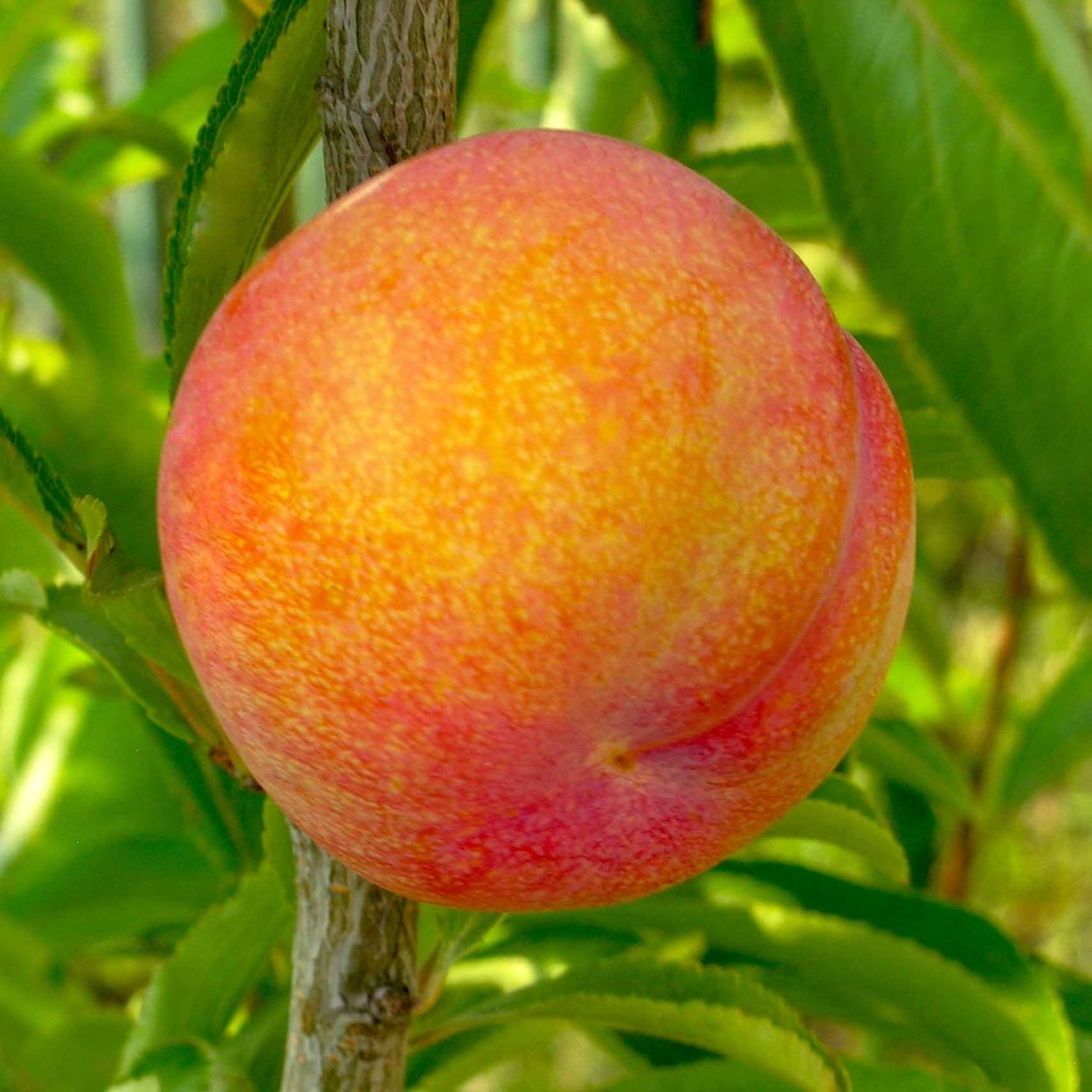 Слива шарафуга