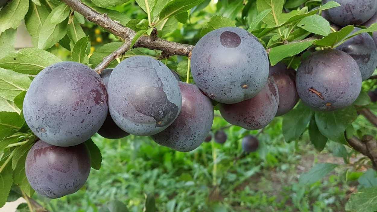 Шарафуга Белла Голд