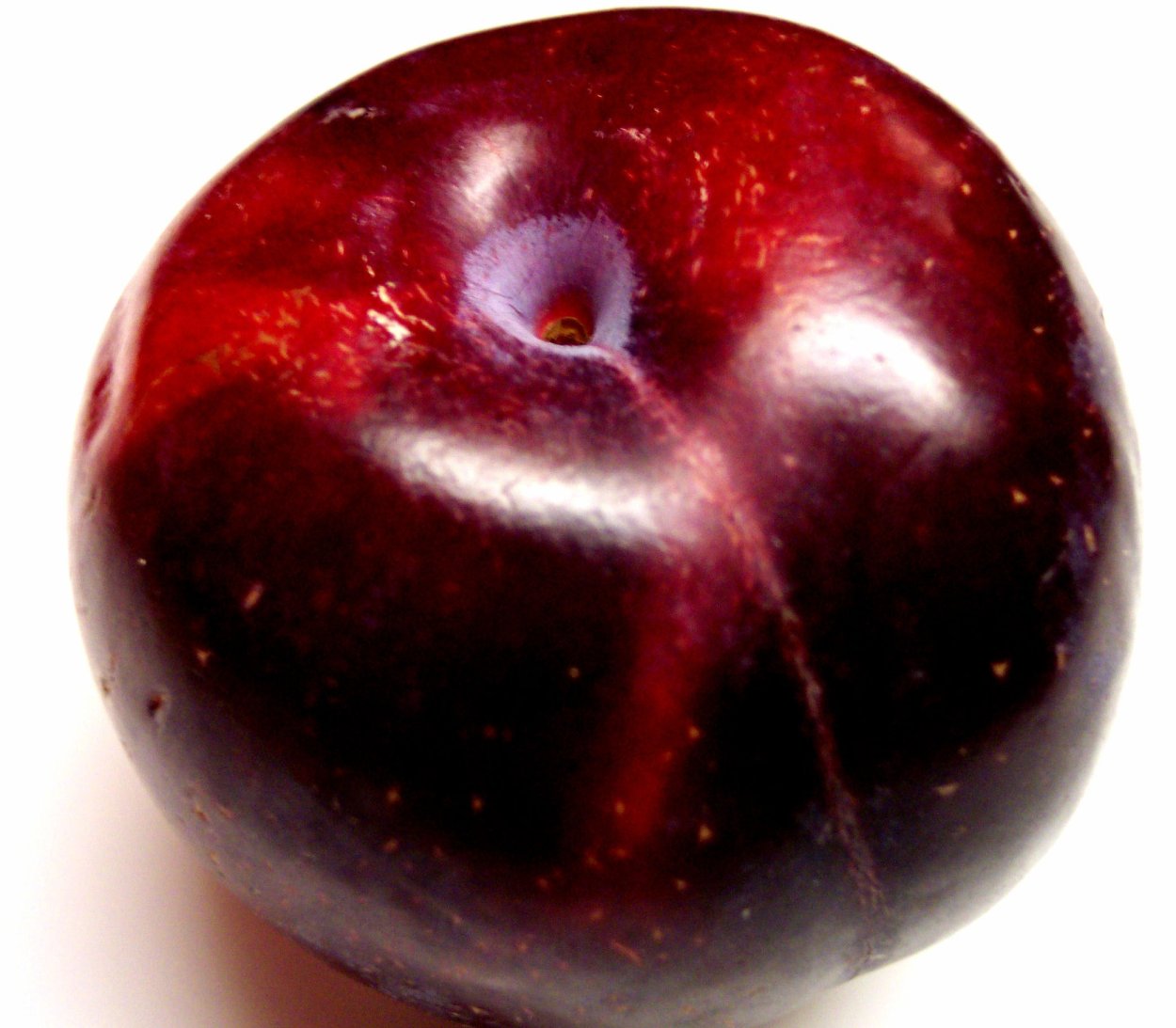 Слива Стенли дерево