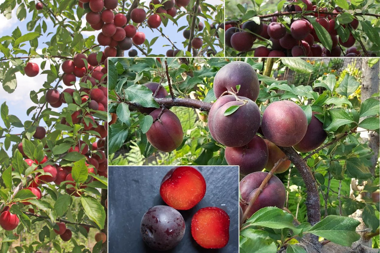 Слива Блю Свит