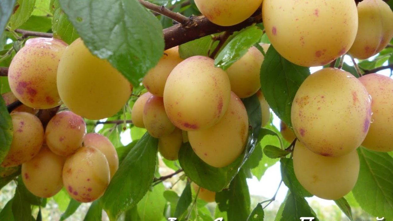 Алыча и айва