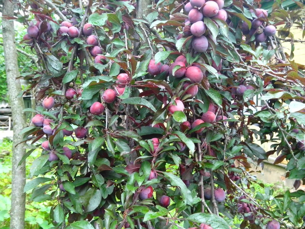 Слива Никольская желтая