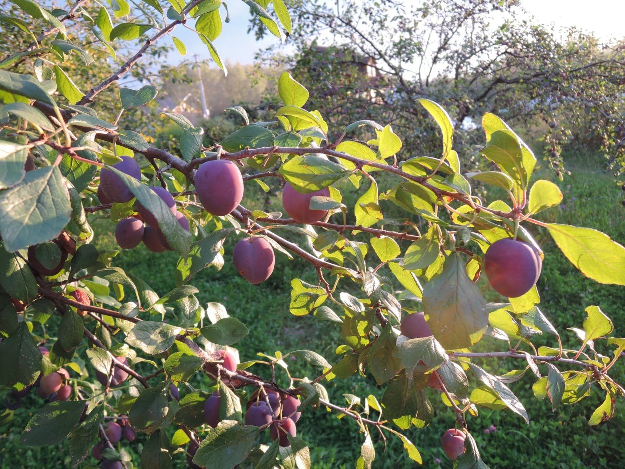 Слива гибрид шарафуга