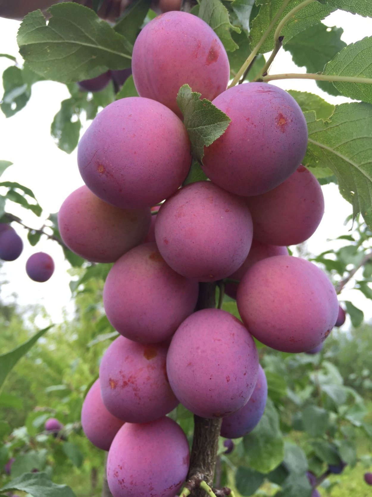 Шарафуга плодовое дерево