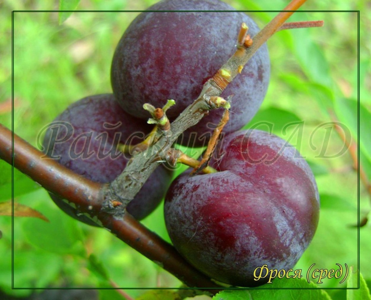 Слива с красной мякотью сорт