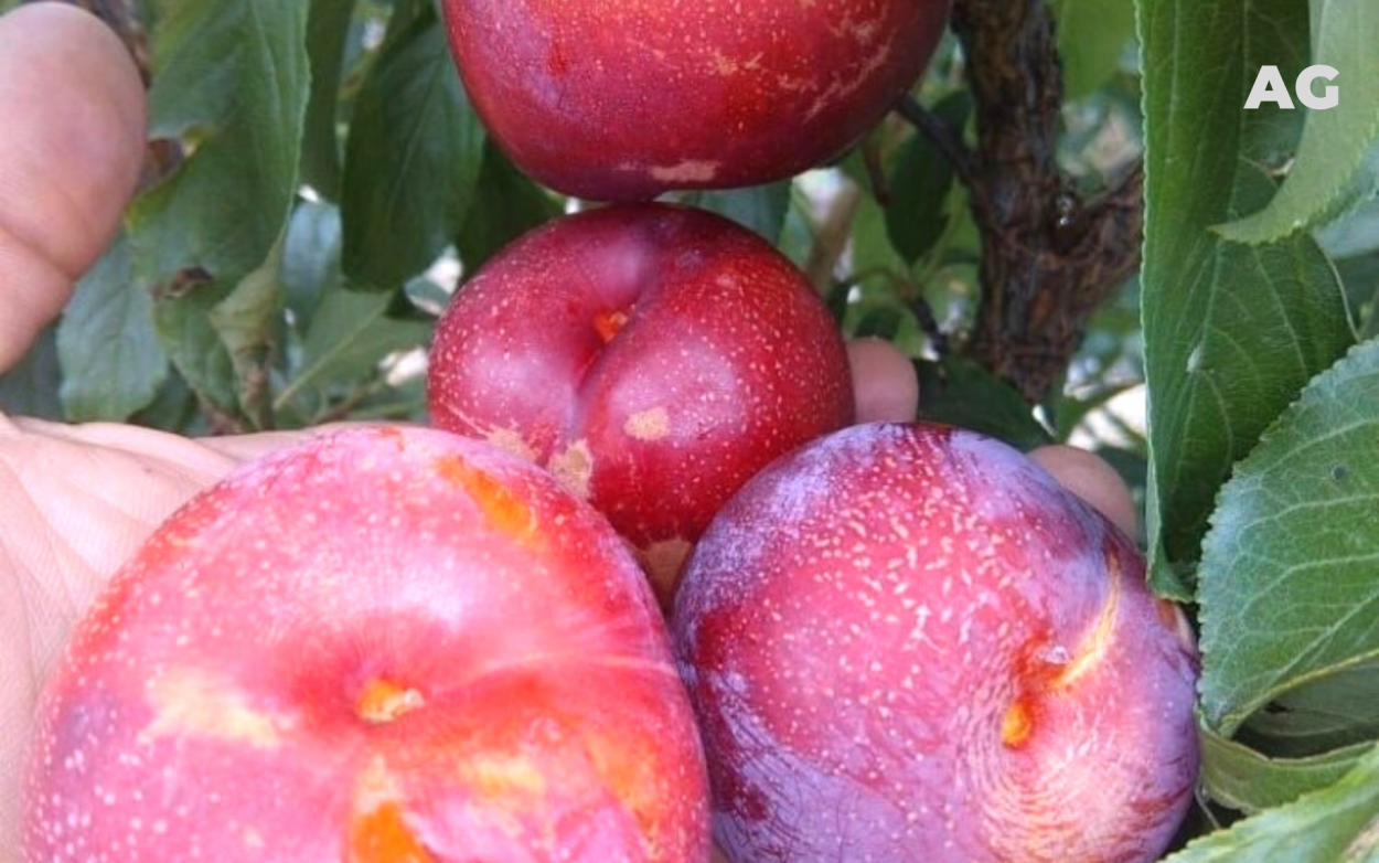 Нектарин шарафуга