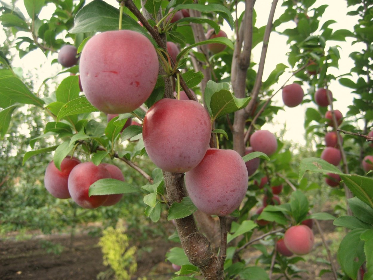 Слива шарафуга