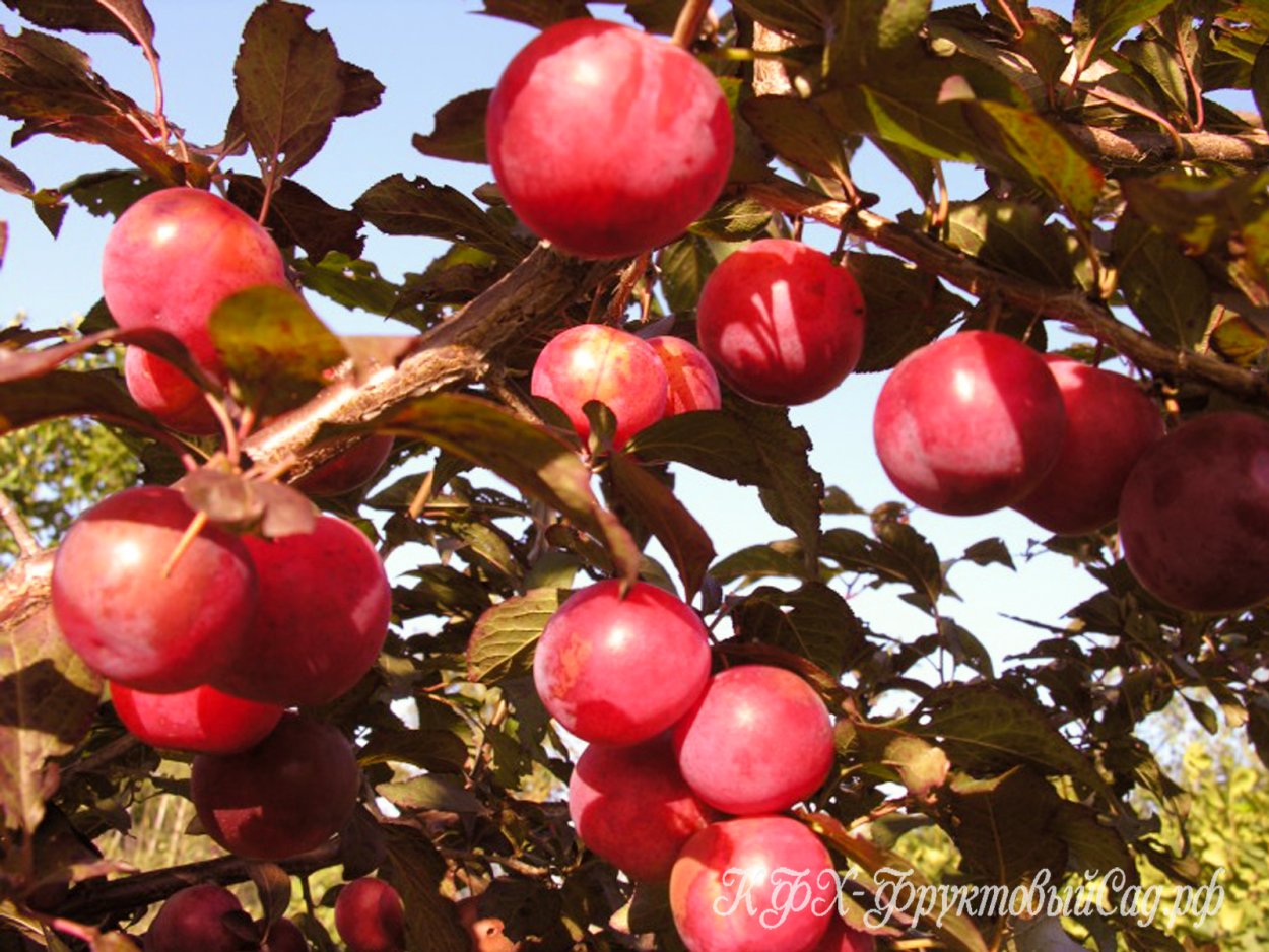 Яблоня шарафуга