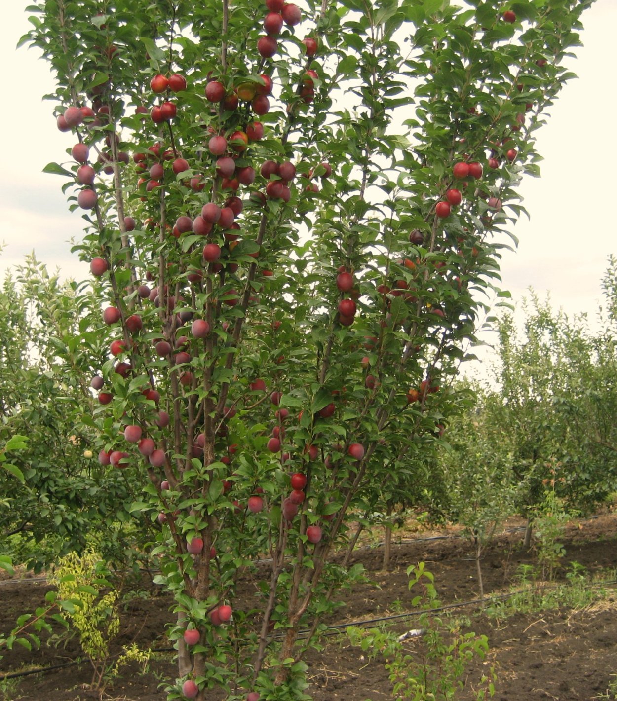 Слива Ренклод Тамбовский