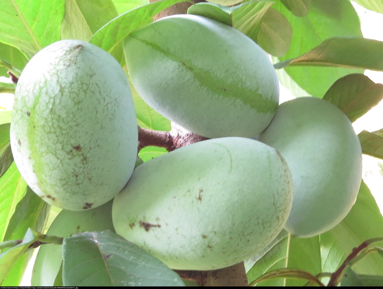 Шарафуга плодовое дерево