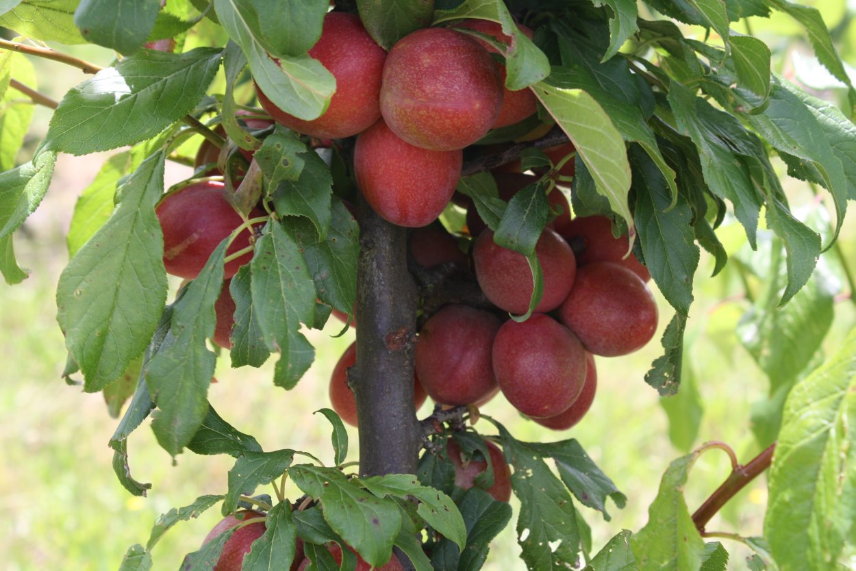 Гибрид абрикоса и сливы селекция