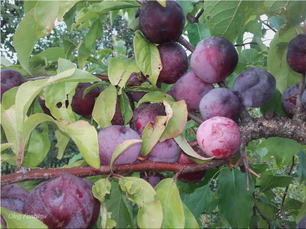 Черный бархат абрикос алыча