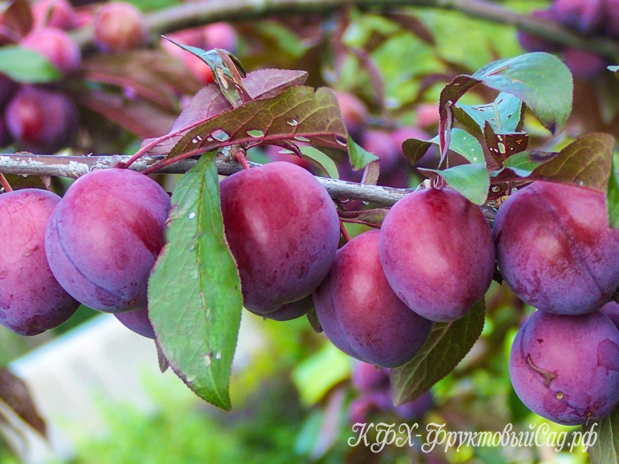 Шарафуга плодовое дерево