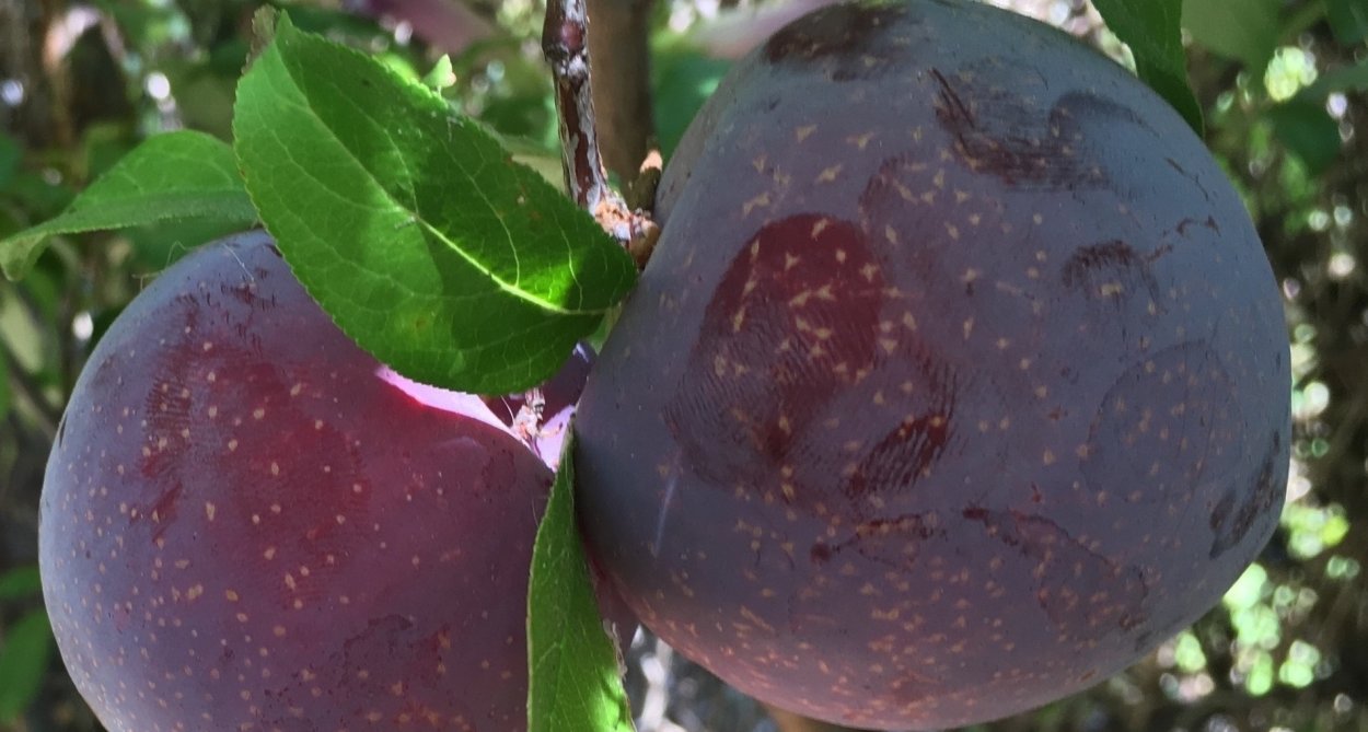 Слива Казанская крупноплодная