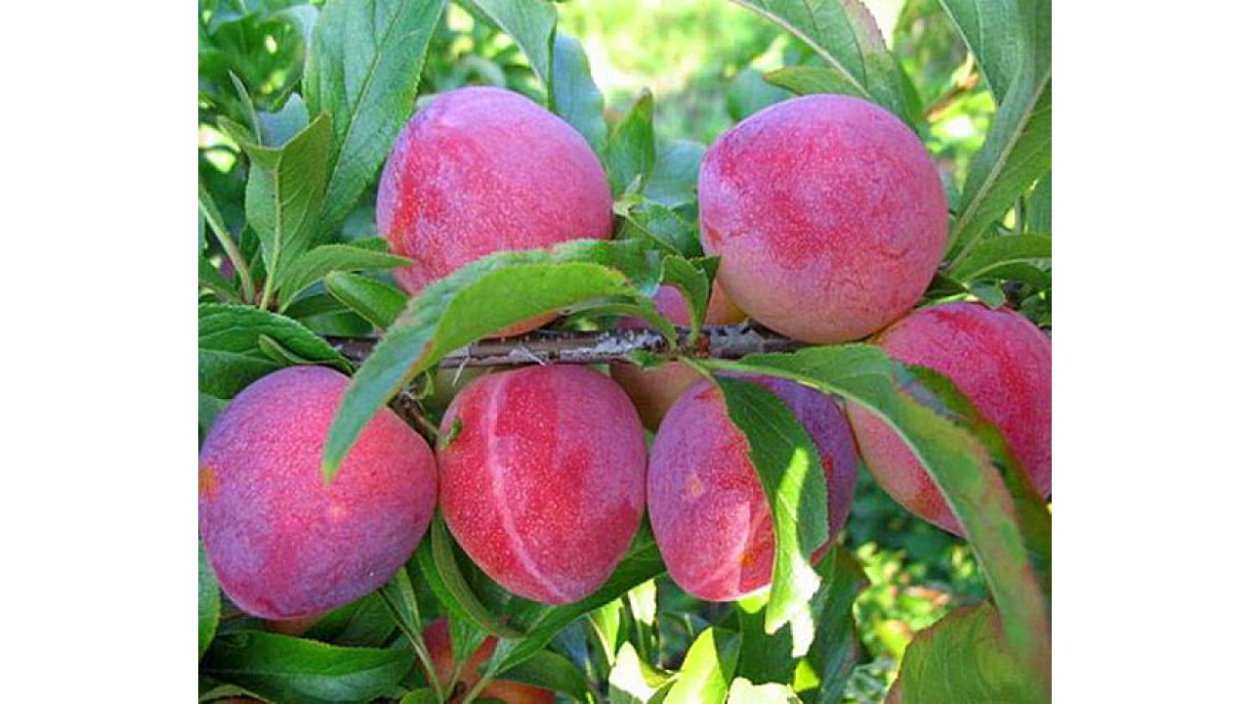 АПРИУМ Абрикосовая слива