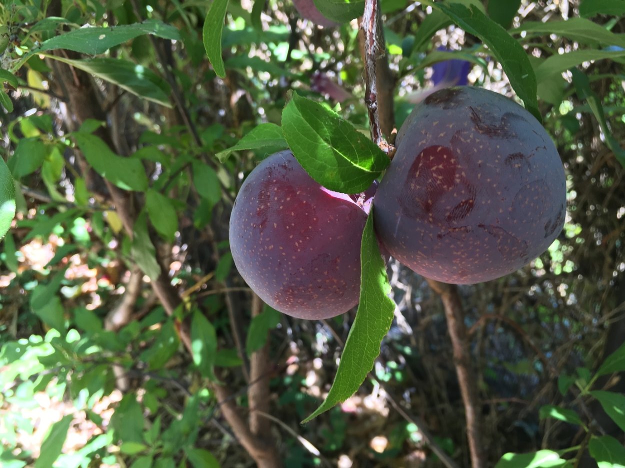 Азимина Прима 1216