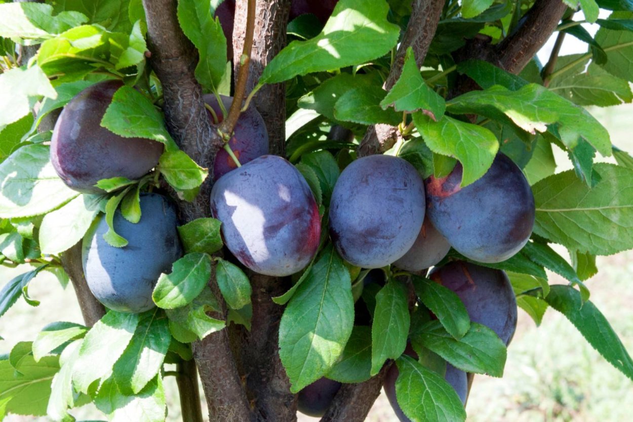 Шарафуга вельвет