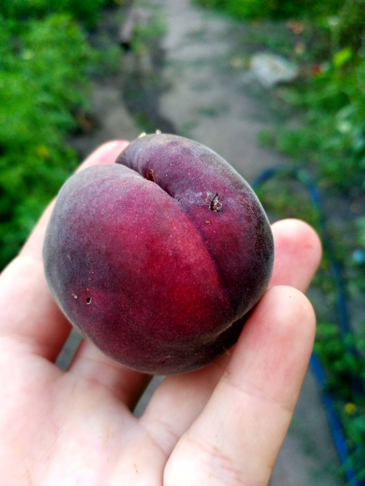 Колоновидные яблони