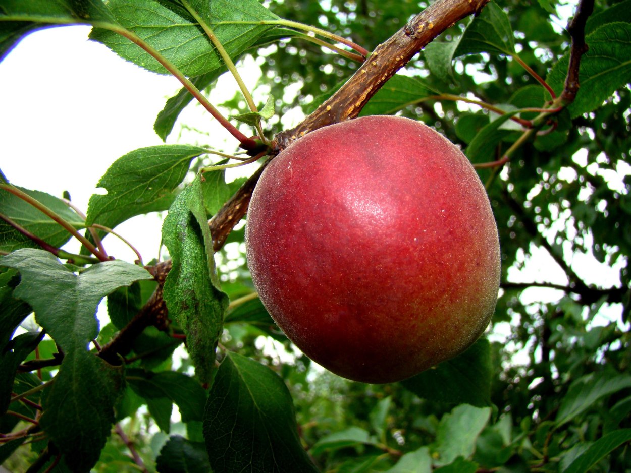 Слива скороспелка красная