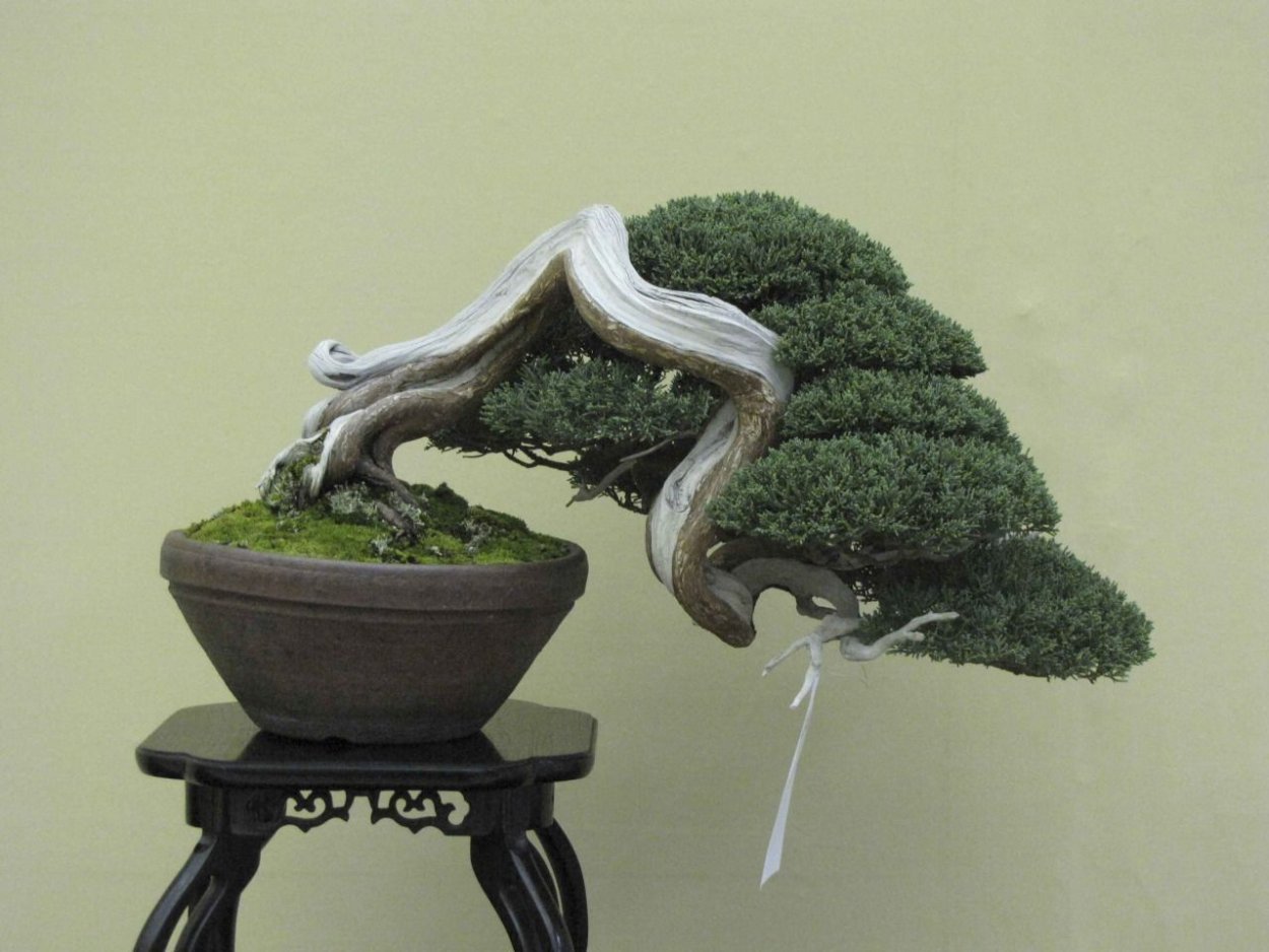 Бонсай из кофейного дерева