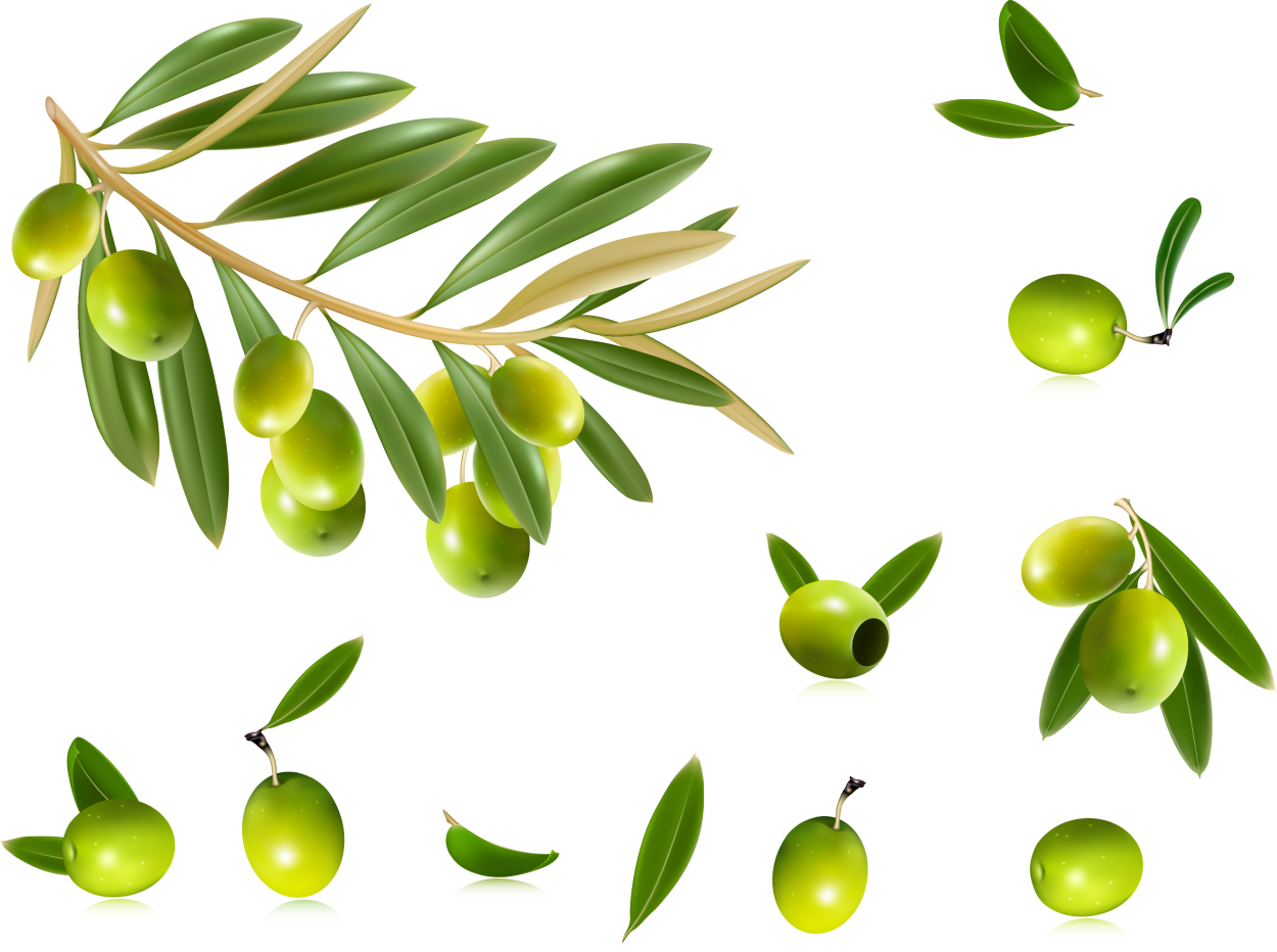 Масло оливковых листьев. «Оливковая ветвь»первенцев. Листья оливы ,листья маслины.. Ветка оливы. Оливки на ветке.