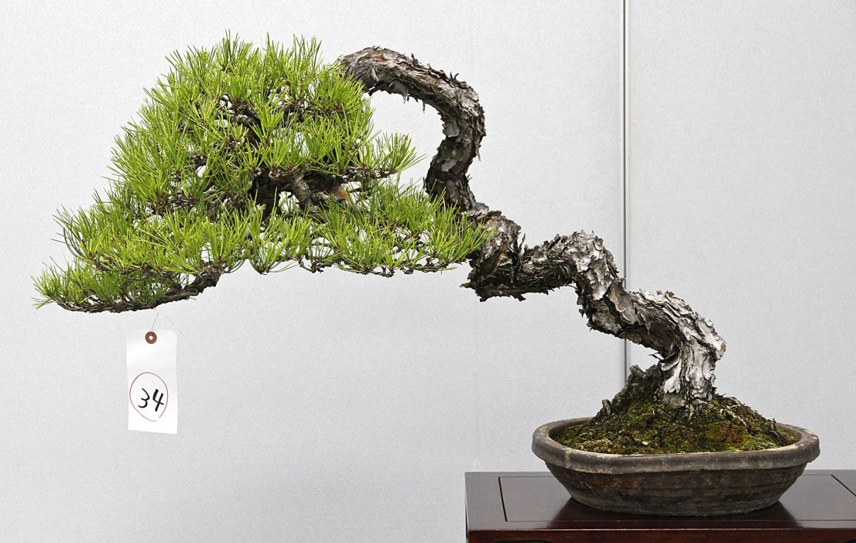 Бонсай на окне