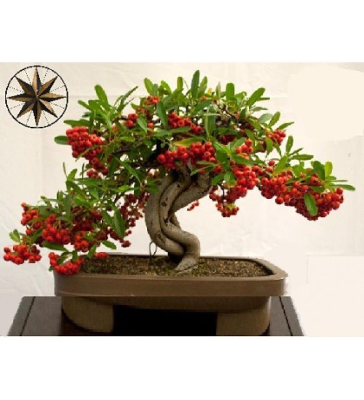 Кофе Аравийский бонсай