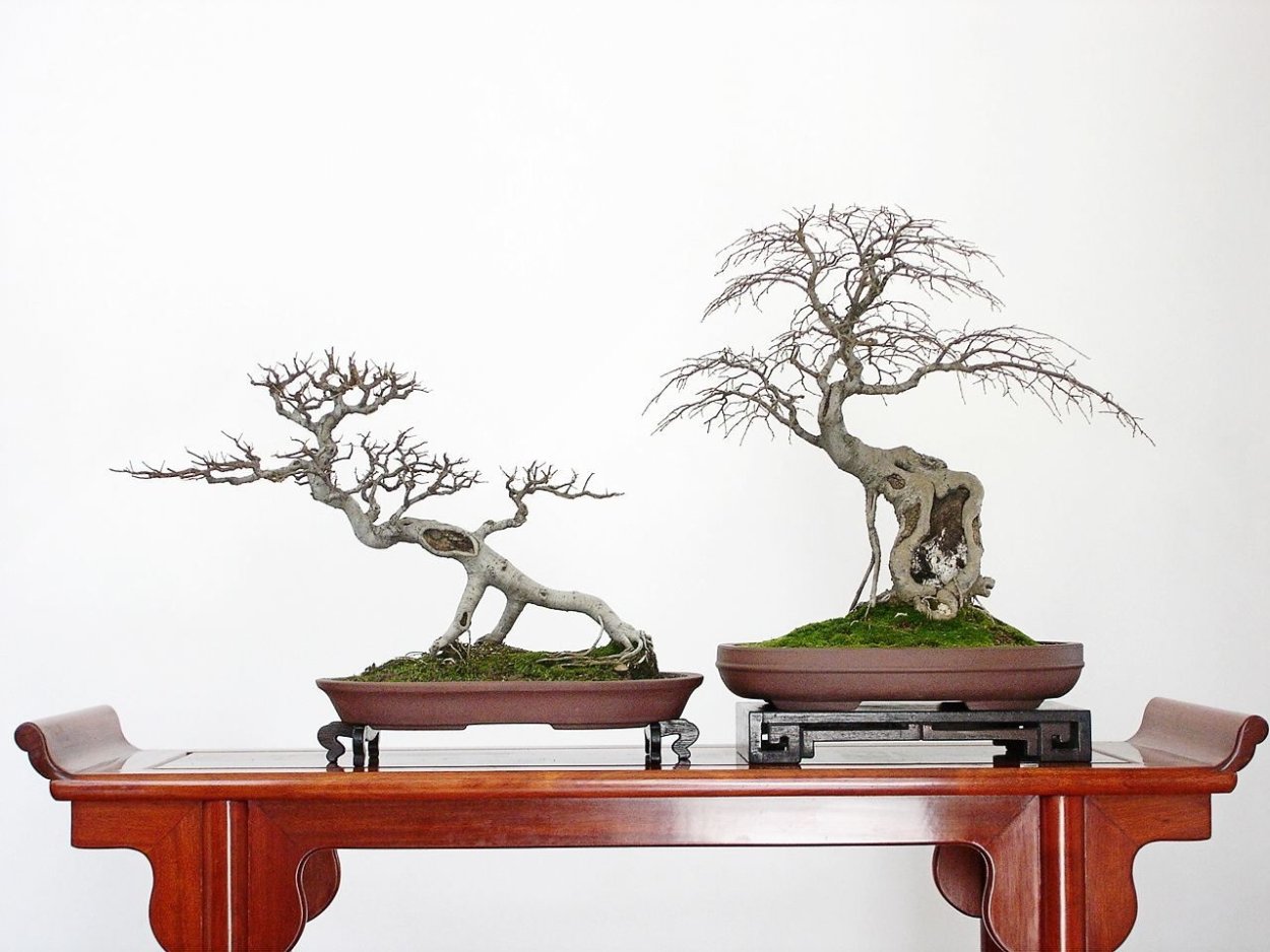 Вьетнамский фикус