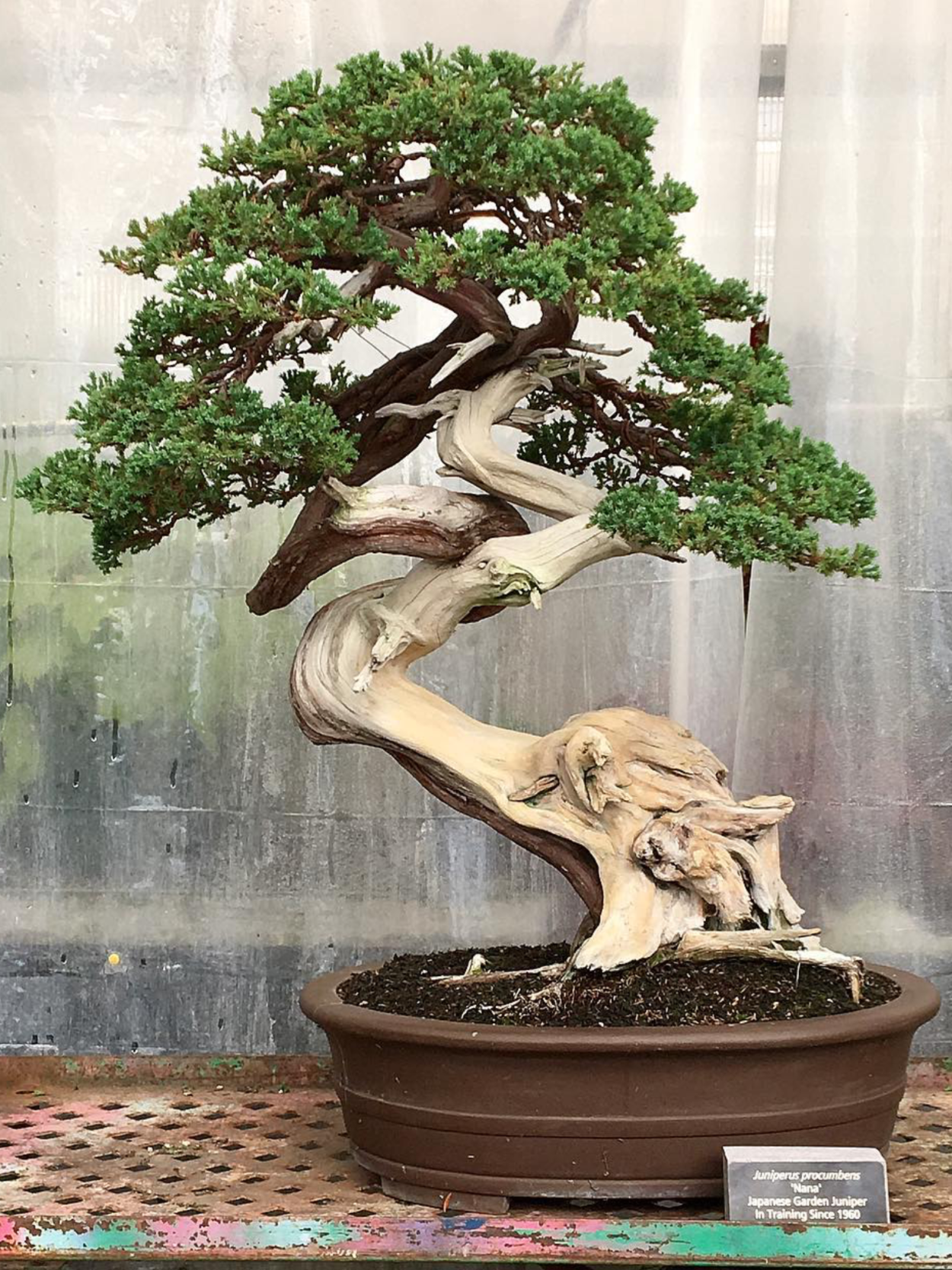 Бансай или бонсай дерево