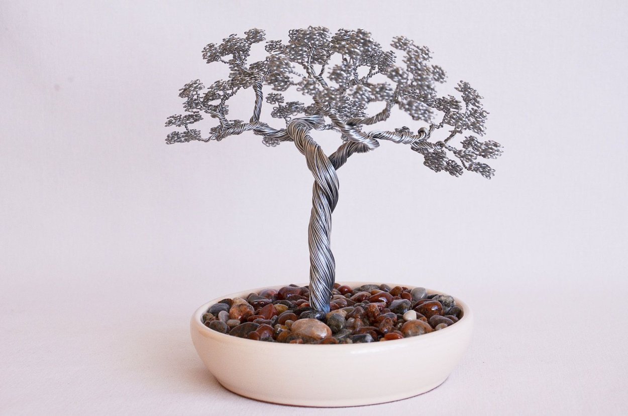 Бонсай портулакария d23 h32