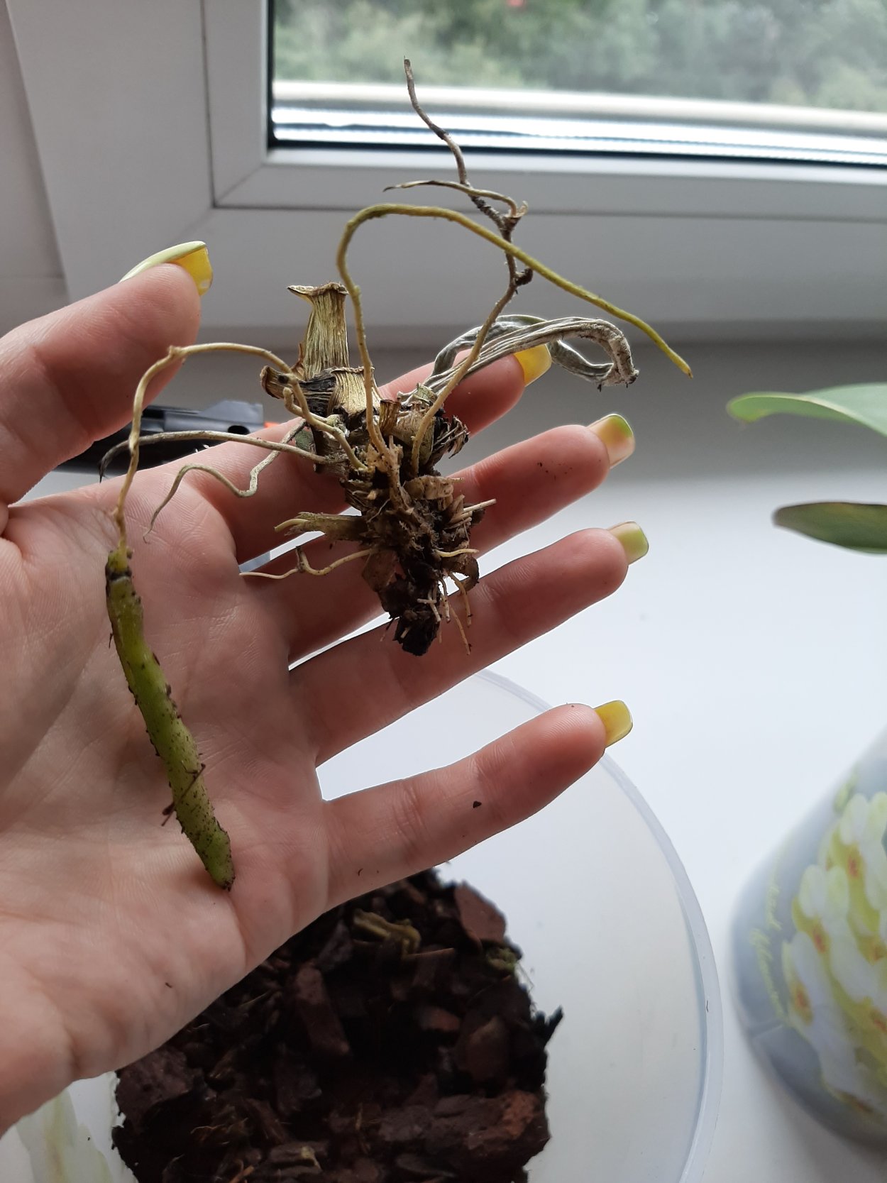 Фаленопсис реанимация корней