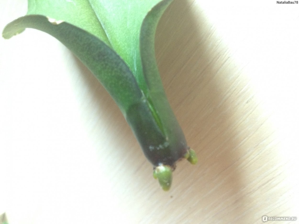 Реанимация листа орхидеи без корней