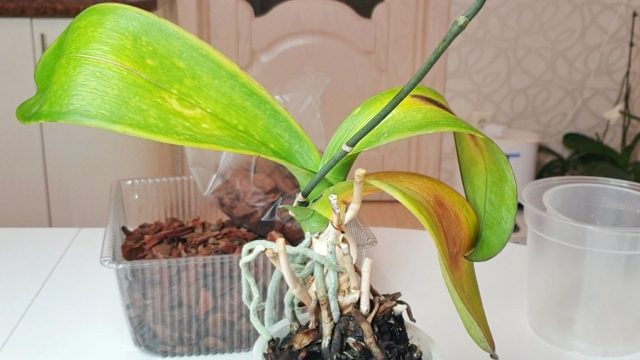 Орхидея фаленопсис реанимация