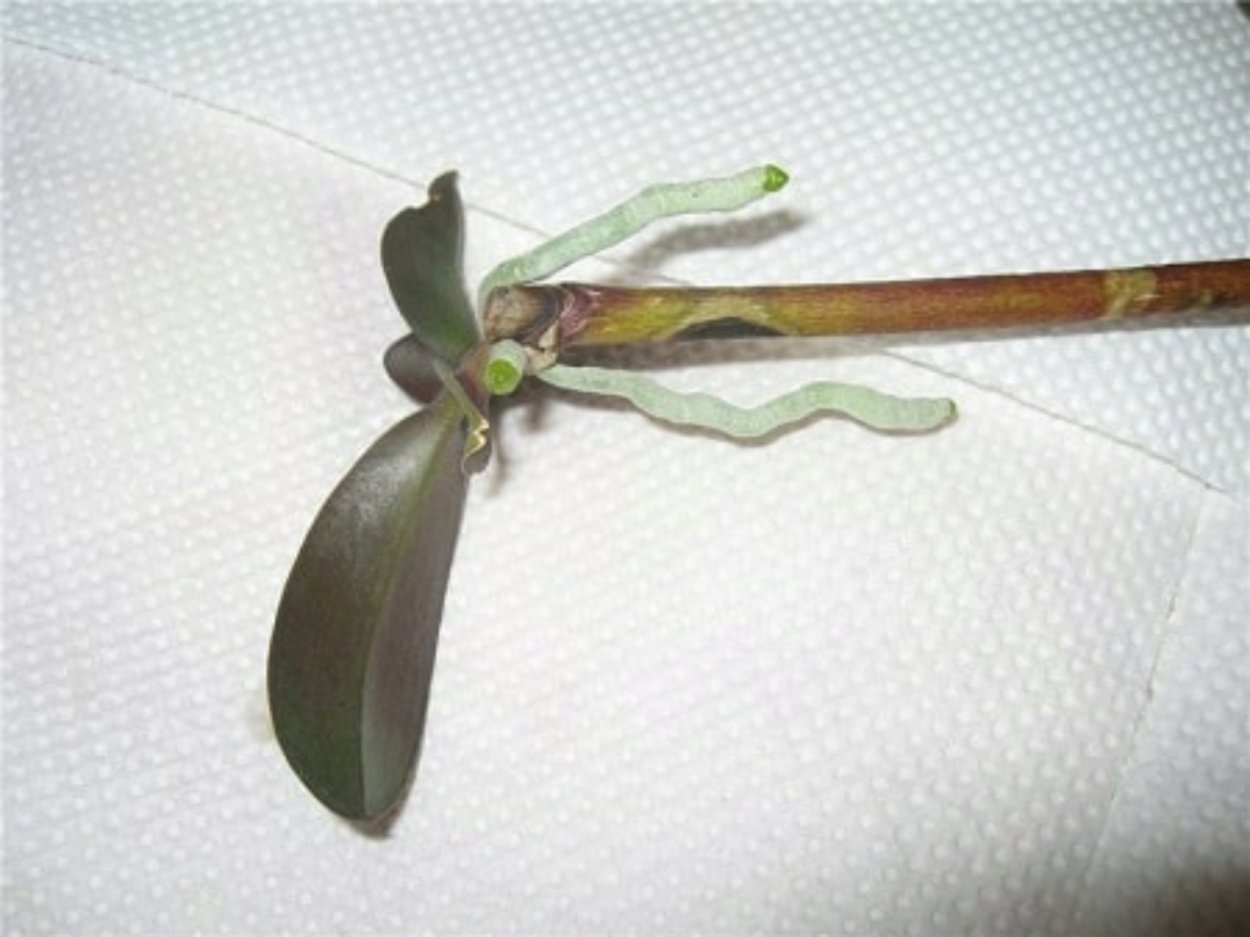 Пересадка орхидеи Falenopsis