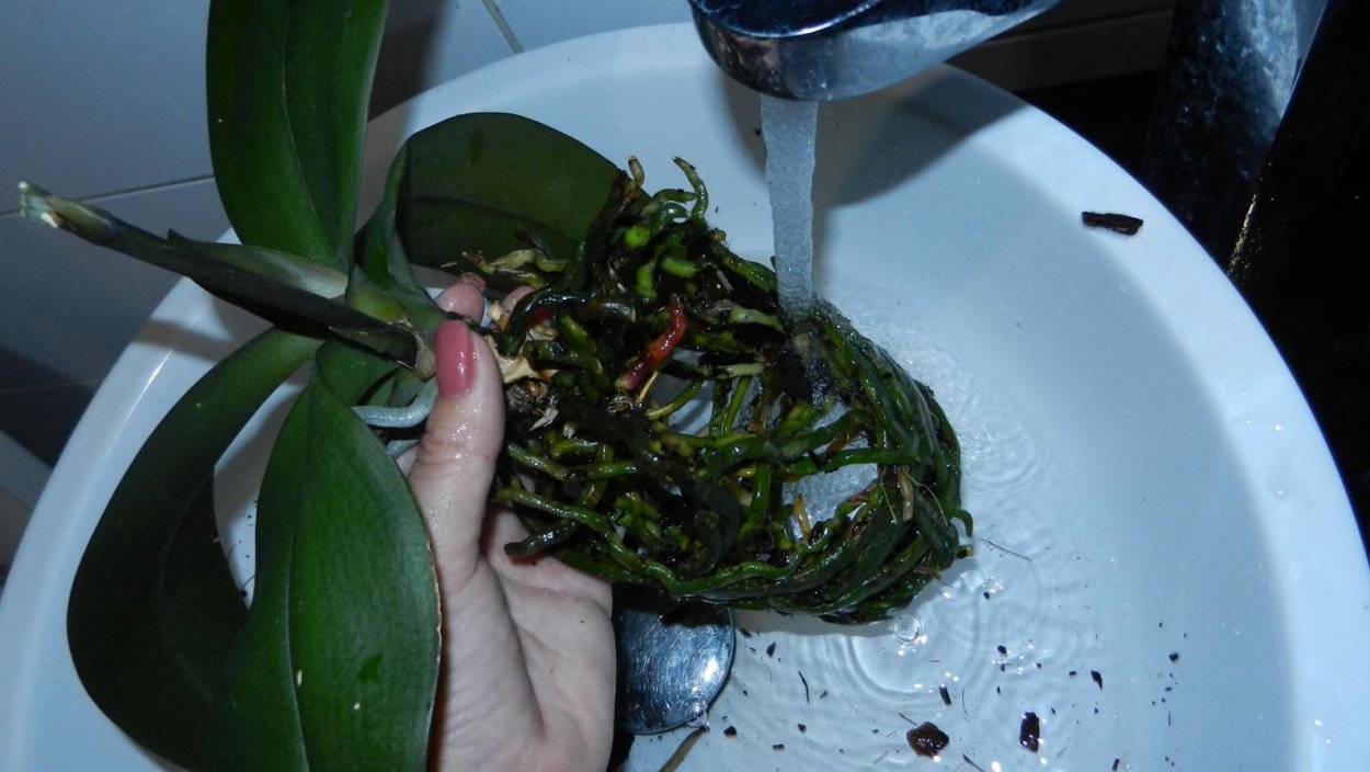 Коричневые корни у орхидеи фаленопсис