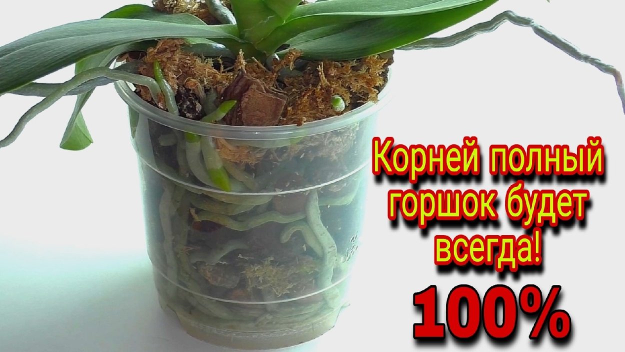 Омоложение орхидеи фаленопсис