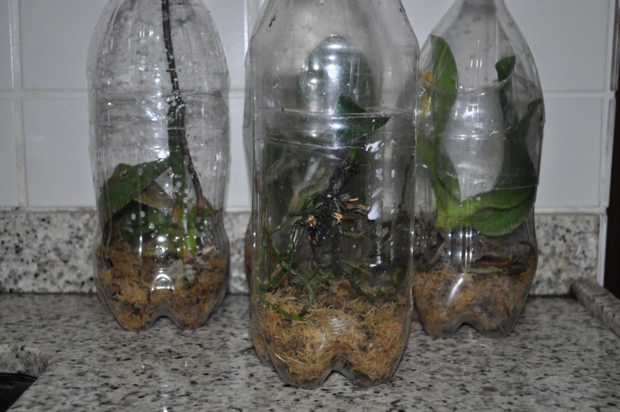 Ботанический разбор орхидеи фаленопсис