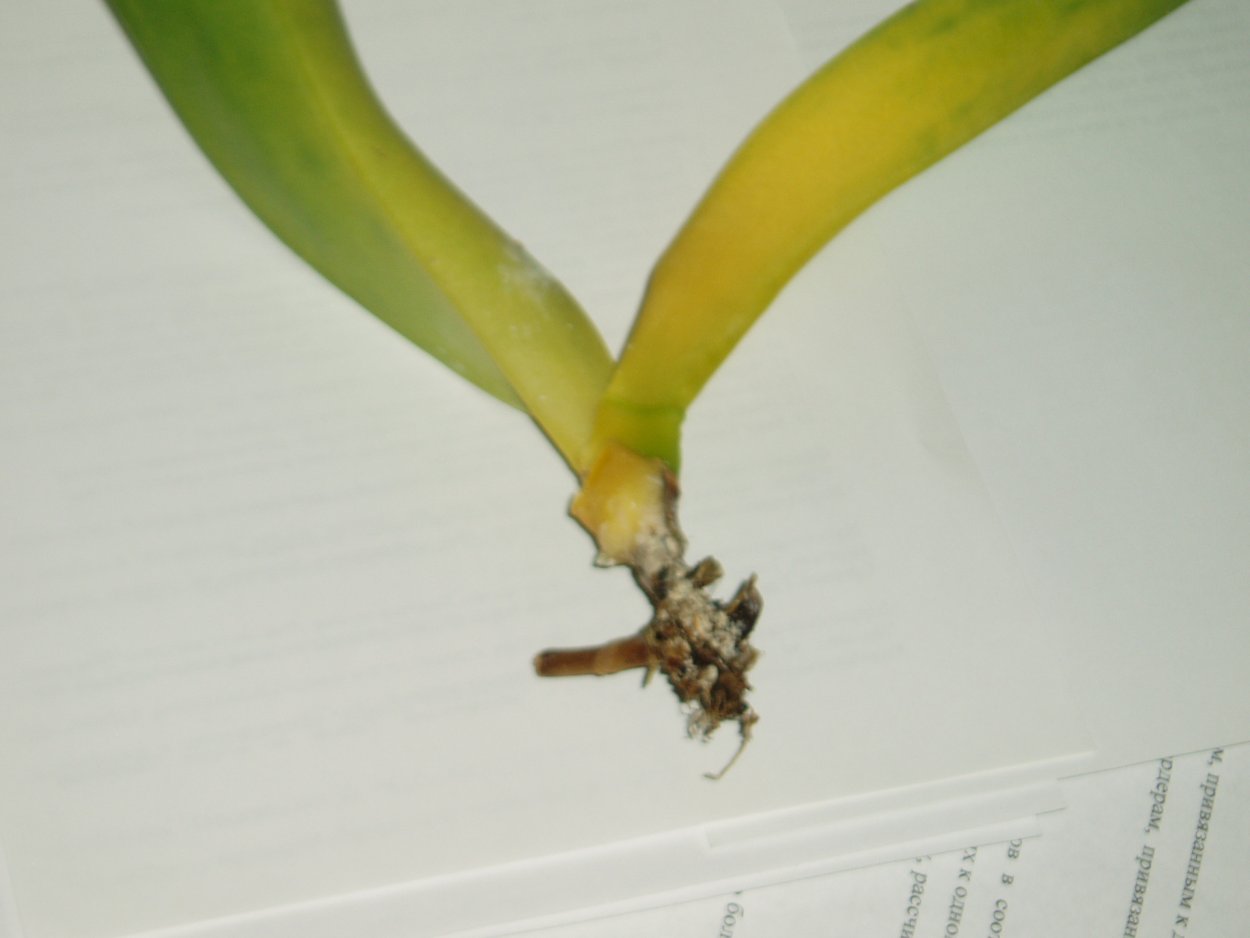 Орхидея без корней и листьев