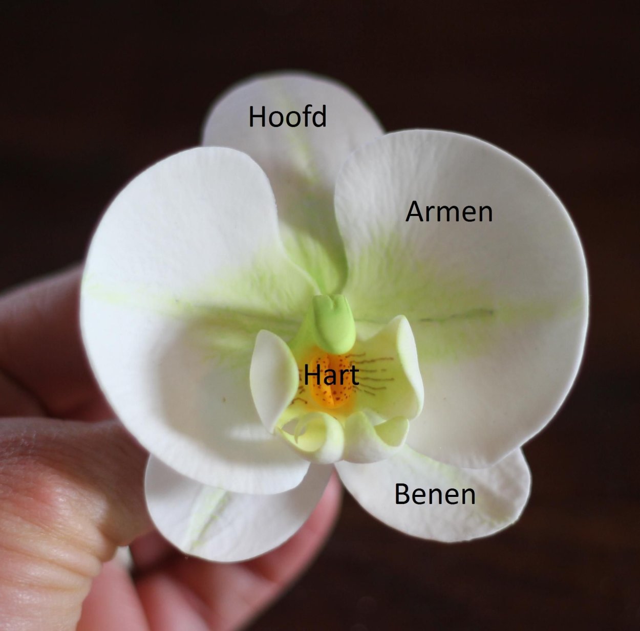 Орхидея эскиз для броши