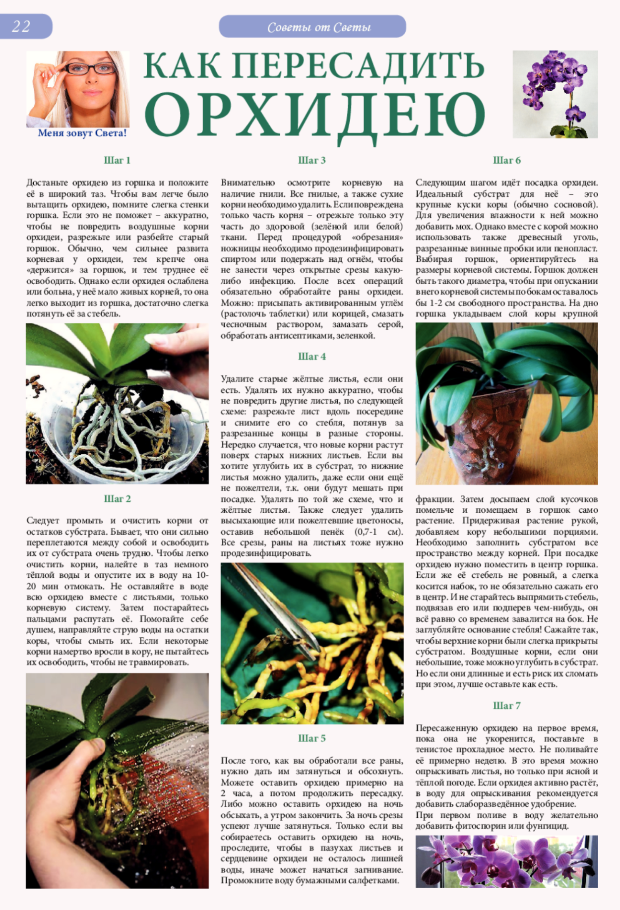 Детка на срезанном цветоносе фаленопсиса