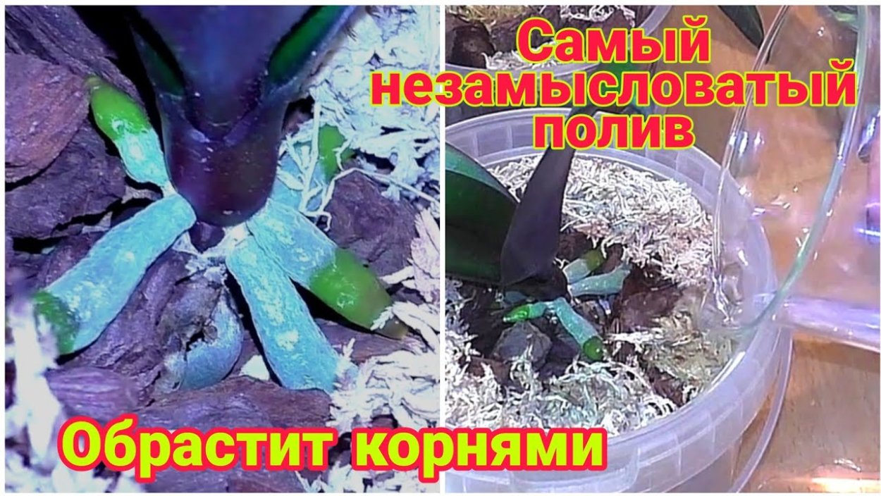 Орхидея фаленопсис реанимация