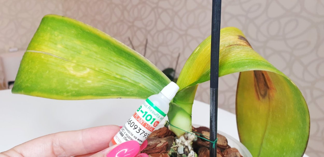 Орхидея из подъезда реанимация