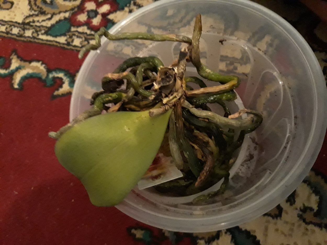 Орхидея фаленопсис реанимация