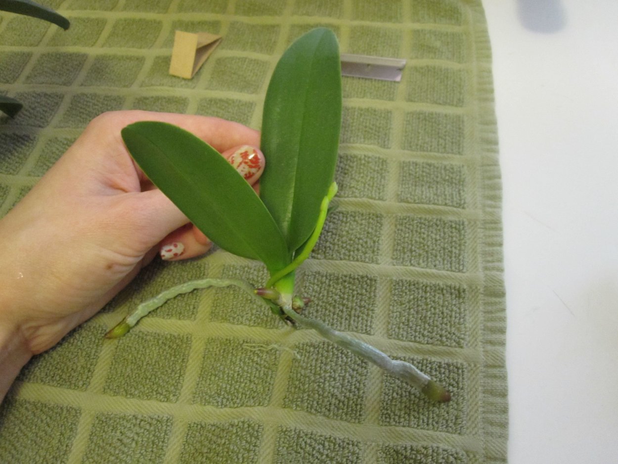 Фаленопсис размножение черенками