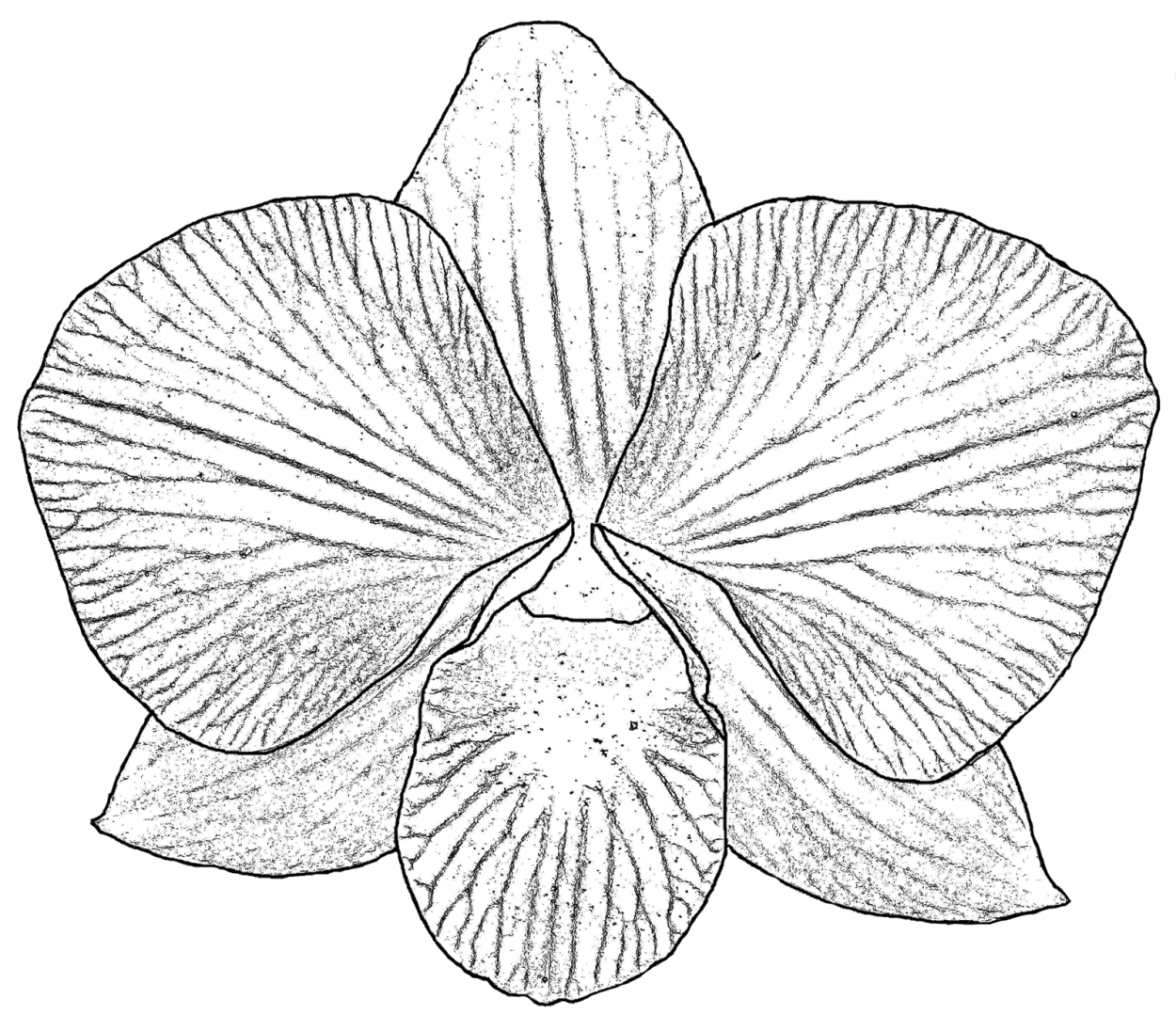 Тепличка для орхидеи