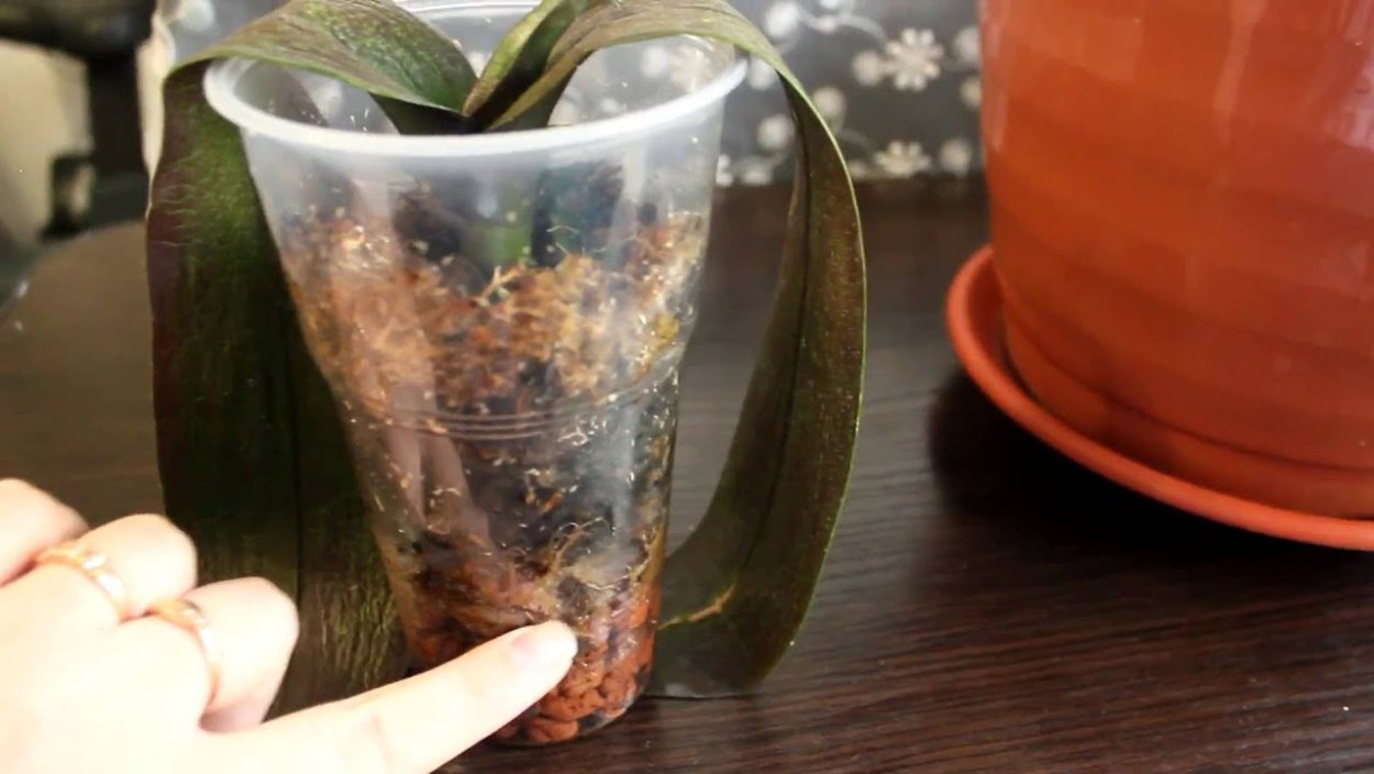 Замороженные орхидеи спасение