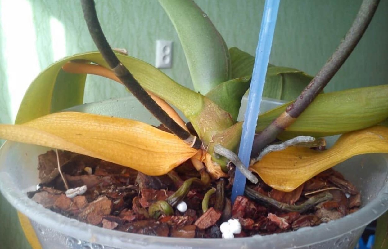 Раскраска цветы орхидеи