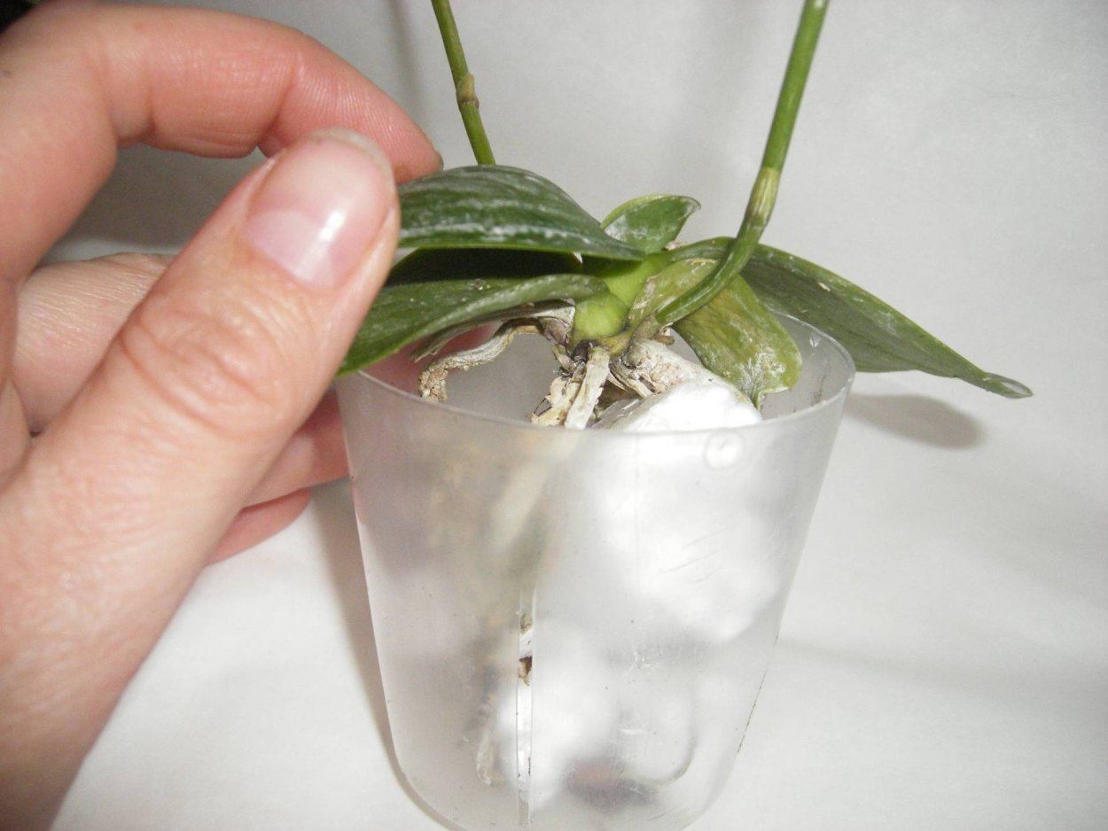 Орхидея фаленопсис вянут листья