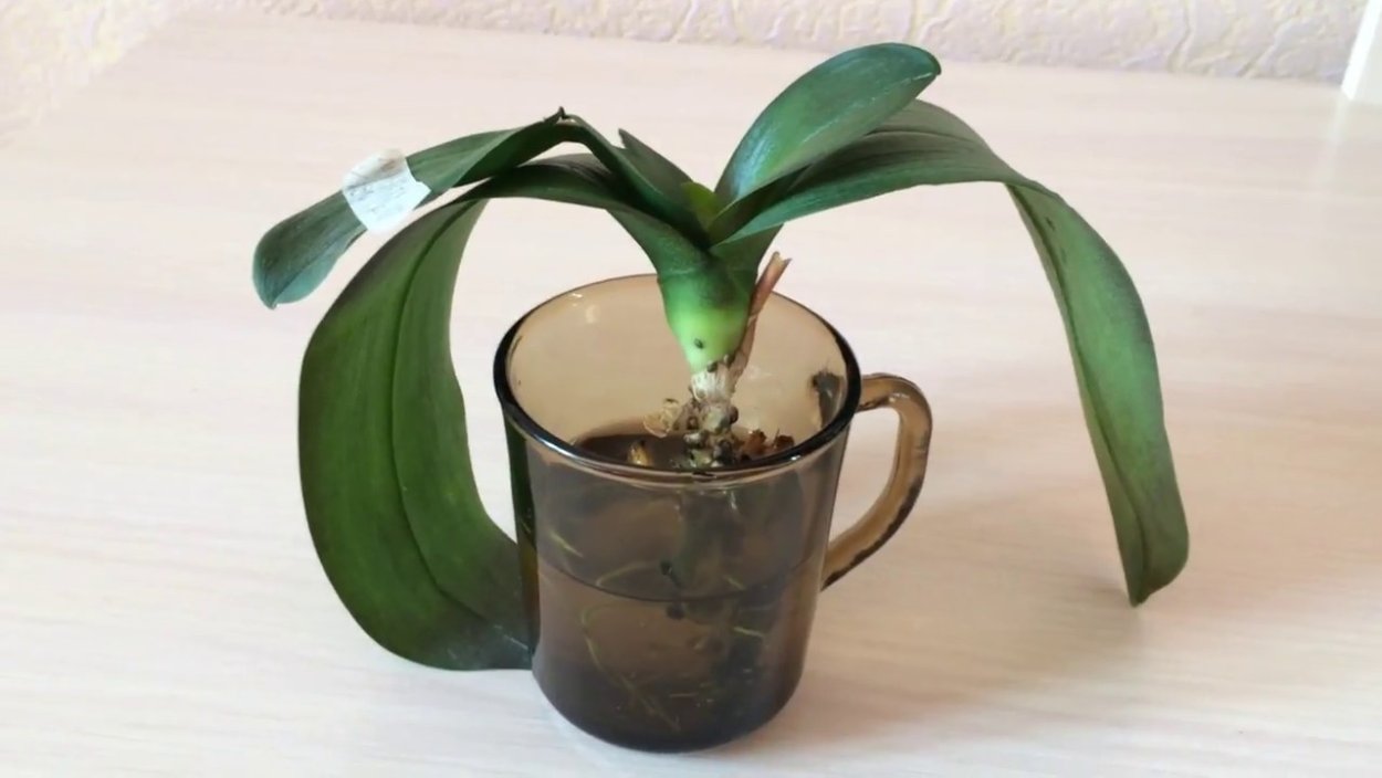 Фаленопсис листья