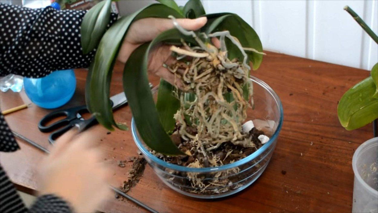 Цитокининовая паста детки орхидей